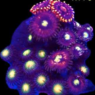 WYSIWYG Zoanthid Frag M10