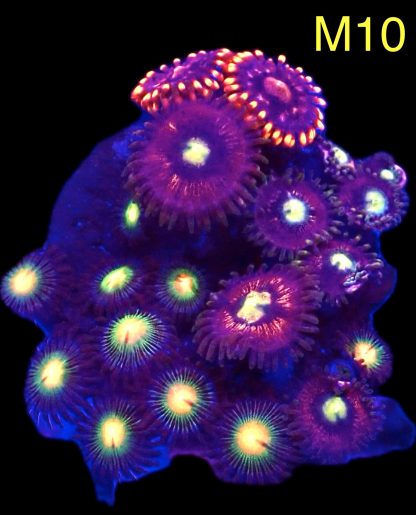 WYSIWYG Zoanthid Frag M10