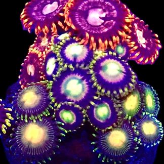 WYSIWYG Zoanthid Frag M12