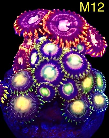 WYSIWYG Zoanthid Frag M12