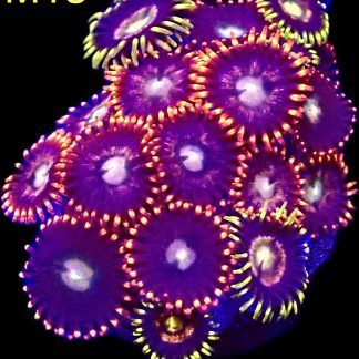 WYSIWYG Zoanthid Frag M13