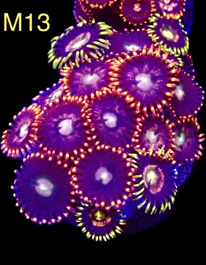 WYSIWYG Zoanthid Frag M13