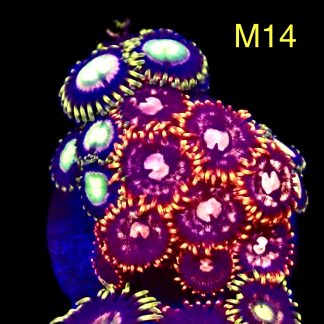 WYSIWYG Zoanthid Frag M14