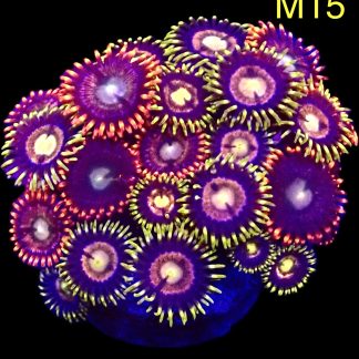 WYSIWYG Zoanthid Frag M15