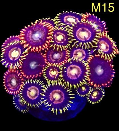 WYSIWYG Zoanthid Frag M15
