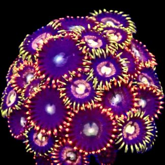 WYSIWYG Zoanthid Frag M16