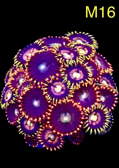WYSIWYG Zoanthid Frag M16