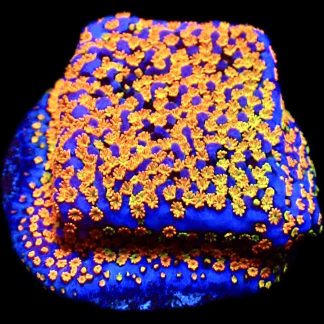 WYSIWYG 15B Rainbow Montipora