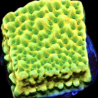 WYSIWYG 16B Kung Pao Montipora Frag