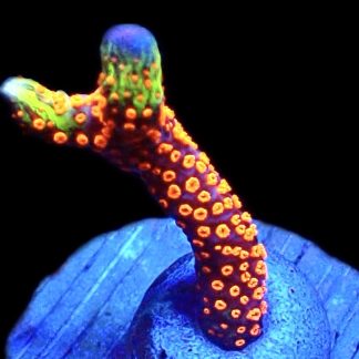 WYSIWYG 13H Bubblegum Montipora