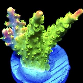 WYSIWYG 14E Rainbow Loom Ultra Frag