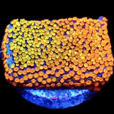WYSIWYG 23A Rainbow Montipora