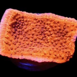 WYSIWYG M7 Orange Plating Montipora Frag