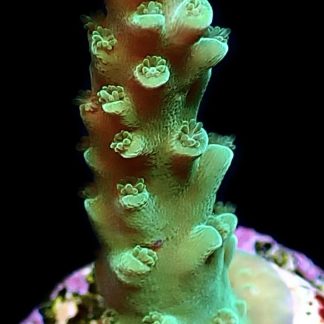 WYSIWYG 14C Turquoise Staghorn