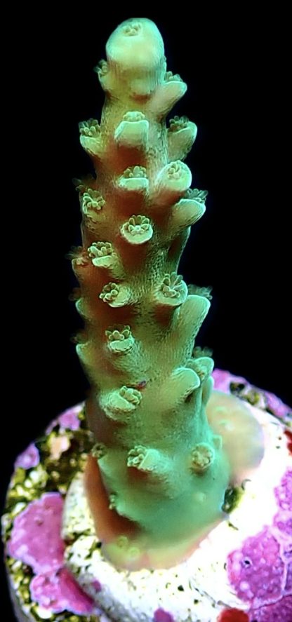 WYSIWYG 14C Turquoise Staghorn