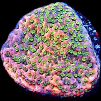 WYSIWYG 14A Tropic Thunder Montipora Frag