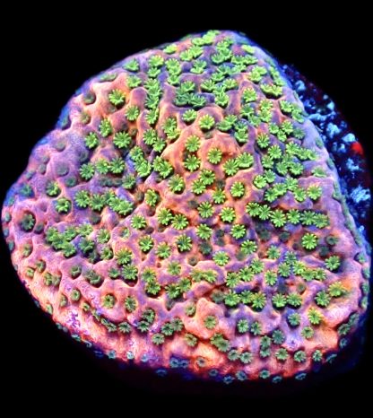 WYSIWYG 14A Tropic Thunder Montipora Frag