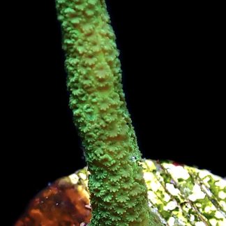 WYSIWYG M34 Bright Green Montipora Digitata Frag