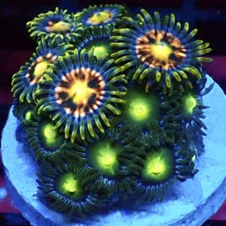 WYSIWYG Zoanthid Frag M17
