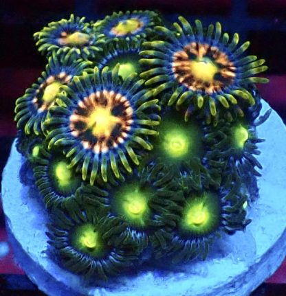 WYSIWYG Zoanthid Frag M17