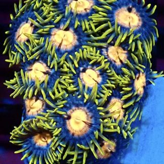 WYSIWYG Zoanthid Frag M19