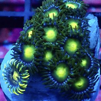 WYSIWYG Zoanthid Frag M20