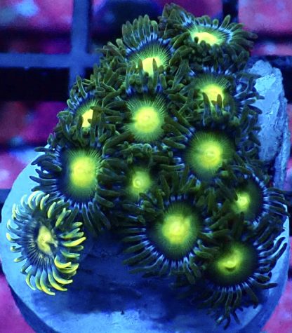 WYSIWYG Zoanthid Frag M20