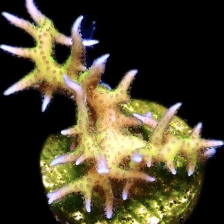 WYSIWYG 16J Lime Berry Hysterix Frag Large