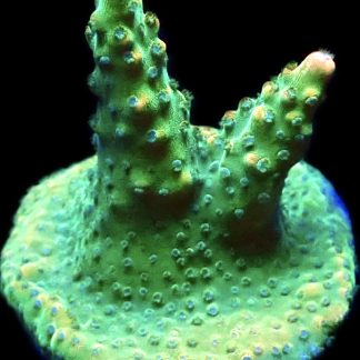 WYSIWYG 13E Krakatoa Acropora Frag
