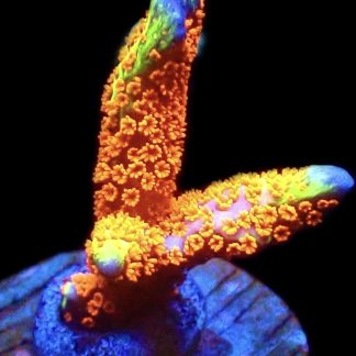 WYSIWYG 18A Bubblegum Montipora