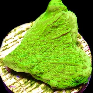 WYSIWYG 16K Toxic Lime Plating Montipora Frag