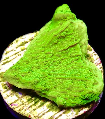 WYSIWYG 16K Toxic Lime Plating Montipora Frag