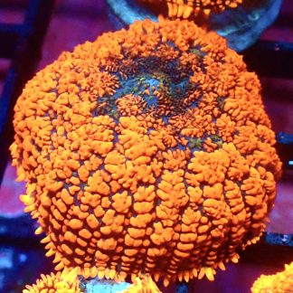 WYSIWYG Ultra Rhodactis Mushroom A13