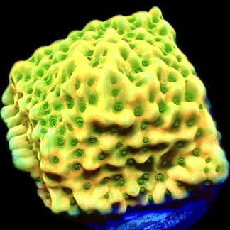 WYSIWYG 20A Kung Pao Montipora Frag