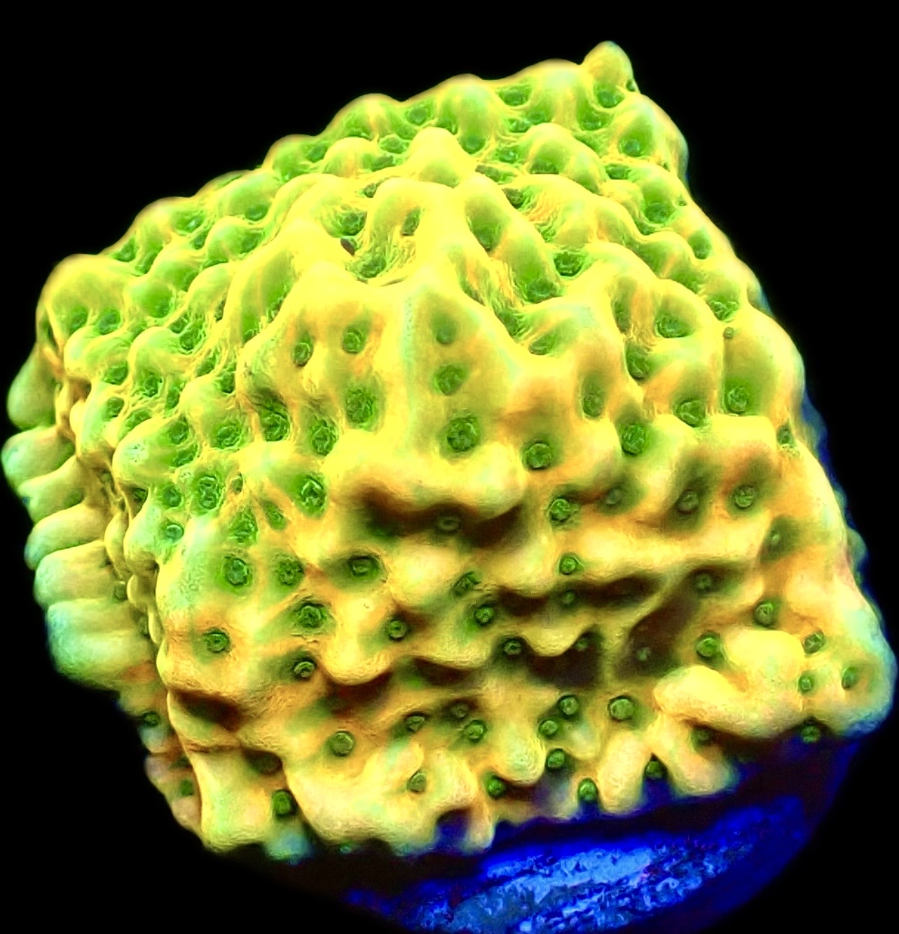 WYSIWYG 20A Kung Pao Montipora Frag