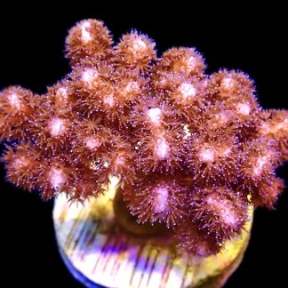 WYSIWYG M6 Cherry Tree Pocillopora Frag