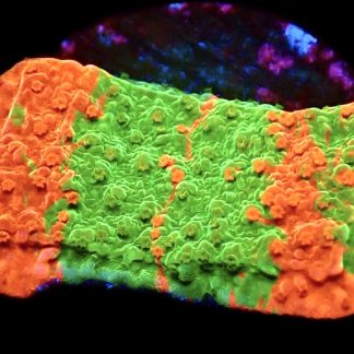 WYSIWYG 8F Grafted Orange/Green Montipora Capricornis