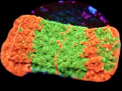WYSIWYG 8F Grafted Orange/Green Montipora Capricornis