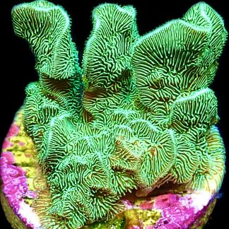 WYSIWYG 24D Ultra Metallic Scrolling Pavona Frag Large