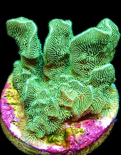 WYSIWYG 24D Ultra Metallic Scrolling Pavona Frag Large