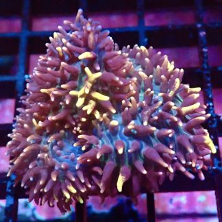 WYSIWYG A1 Coloured Frilly Mushroom