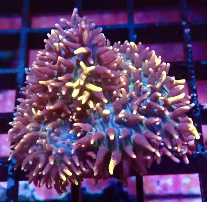 WYSIWYG A1 Coloured Frilly Mushroom