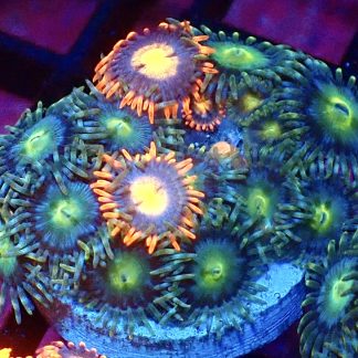 WYSIWYG Zoanthid Frag M3