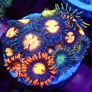 WYSIWYG Zoanthid Frag M4