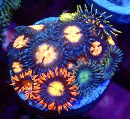 WYSIWYG Zoanthid Frag M4