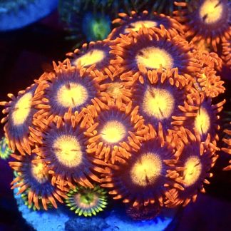WYSIWYG Zoanthid Frag M5
