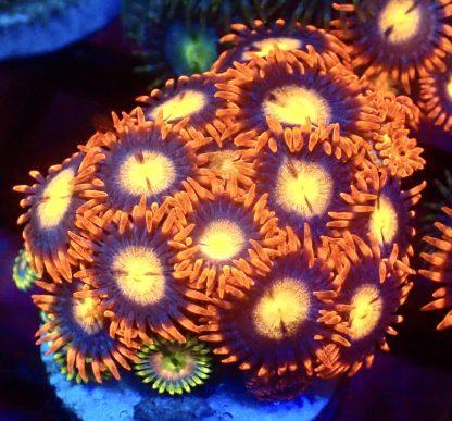 WYSIWYG Zoanthid Frag M5