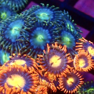 WYSIWYG Zoanthid Frag M11