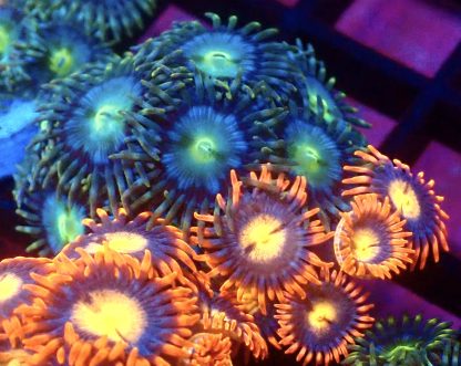 WYSIWYG Zoanthid Frag M11