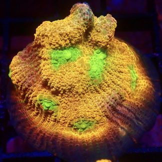 WYSIWYG A3 House Of Horror Chalice Frag Large